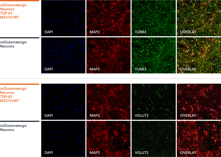 Glutamatergic Neurons TDP‑43 M337V/WT | ioCells
